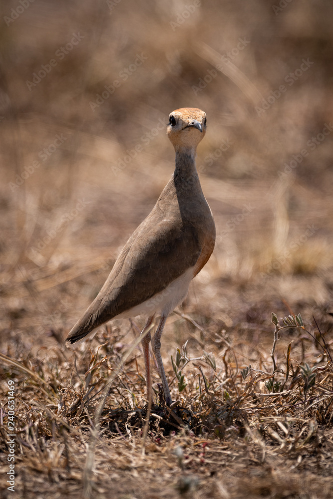 Temminck’s courser standing in grass eyeing camera Temminck’s courser standing in grass eyeing camera