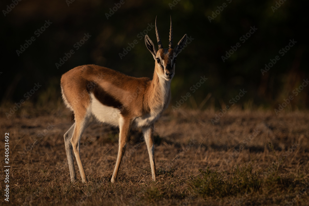 Thomson gazelle stands with catchlight in savannah Thomson gazelle stands with catchlight in savannah