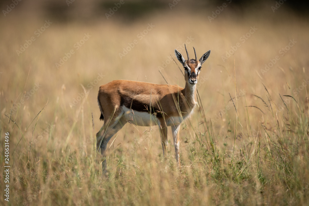 Thomson gazelle standing in grass faces camera Thomson gazelle standing in grass faces camera