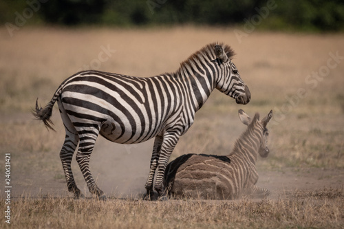 Plains zebra stands over foal in dust