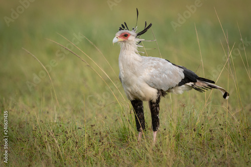 Secretary bird stands in grass in savannah