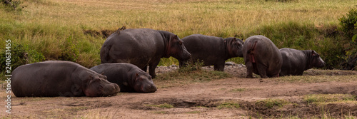 Six hippos lying and standing in savannah