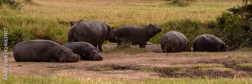 Six hippos lying and standing on savannah