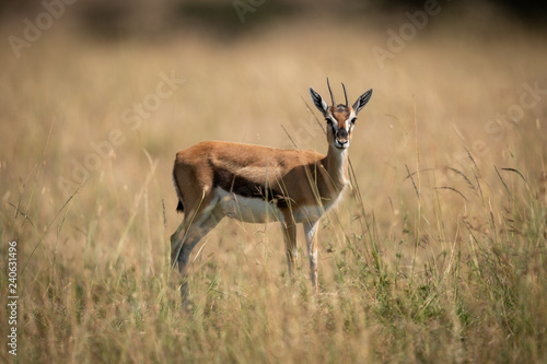 Thomson gazelle standing in grass faces camera