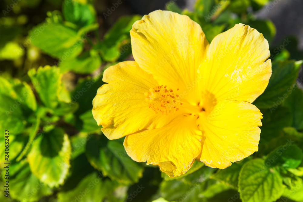 Yellow Hibiscus flower in garden Yellow Hibiscus flower in garden