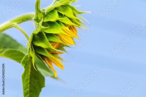 Fototapeta Naklejka Na Ścianę i Meble -  Sunflower bud over blurred blue background