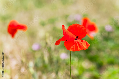 Fototapeta Naklejka Na Ścianę i Meble -  Red poppy flowers on summer field