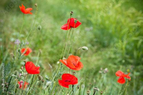 Fototapeta Naklejka Na Ścianę i Meble -  Red poppies flowers grow in summer