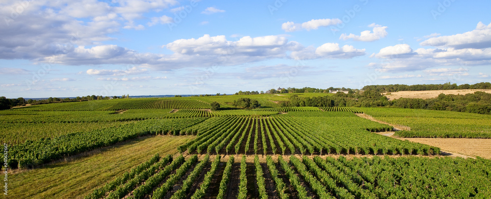 Panorama sur le vignoble Angevin > Vigne > Anjou > France