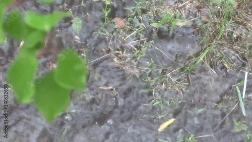 Rain and puddles.Raindrops.Grass in the rain