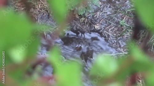 Rain and puddles.Raindrops.Grass in the rain