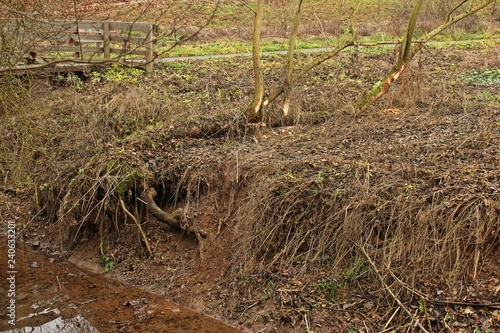 Spuren eines Bibers (Castor fiber) am Ufer der Fulda