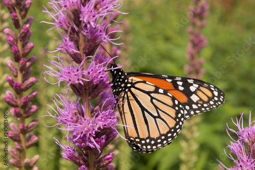 Prairie blazing star wildflowers provide nectar for a migrating butterfly