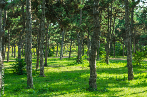 Photo of a conifer park on a sunny day in early autumn