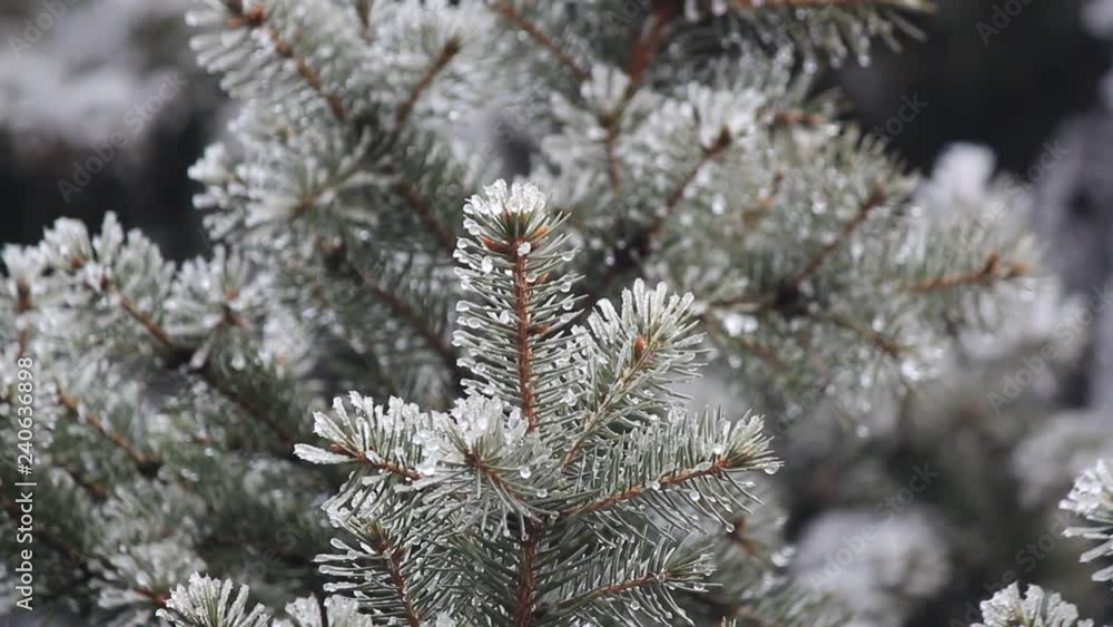 The branches of blue spruce or pine. Needles are covered with frost and water droplets. Christmas background. Selective focus, close-up. The branches of blue spruce or pine. Needles are covered with frost and water droplets. Christmas background. Selective focus, close-up.