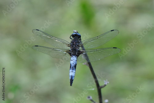 Libellula fulva; Spitzenfleck; Libelle photo