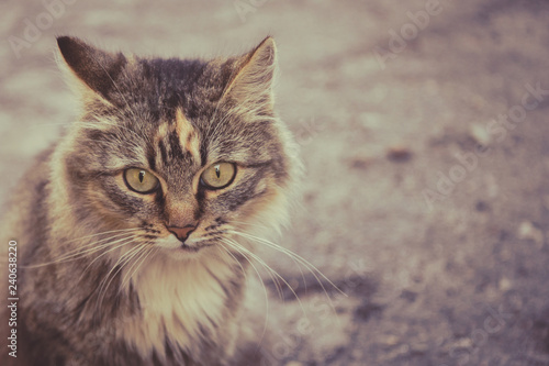 Wallpaper Mural Photo of a beautiful fluffy cat. Pets. Torontodigital.ca