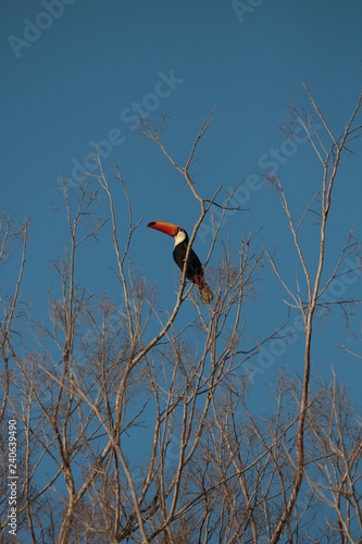 Tucano 1