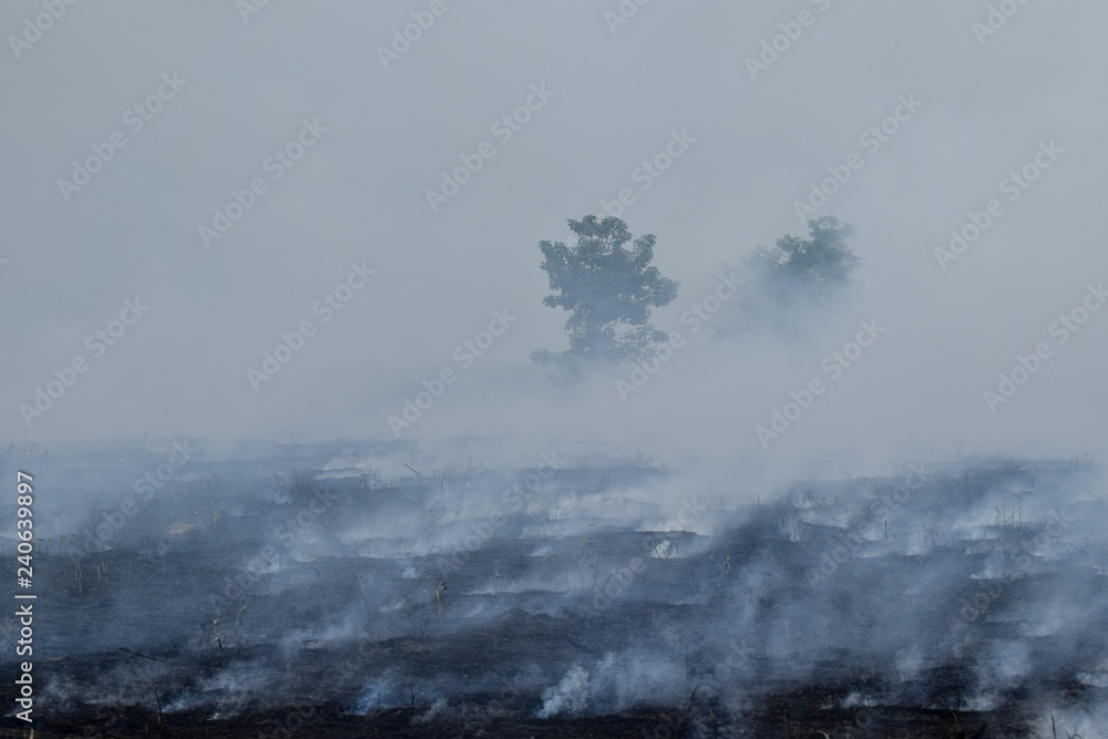 Cultivated area in Thailand Stimulated by Burn down For new planting, This type of activity affects the environment.