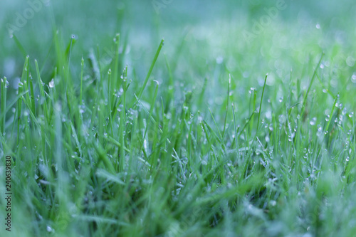 Green Grass with Water Drops