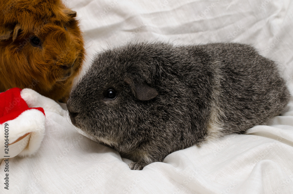 Meerschweinchen untersucht Weihnachtshut (silber-agouti rex) foto de Stock  | Adobe Stock