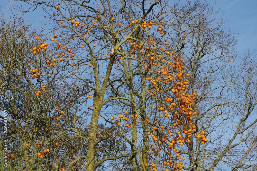 Fototapeta premium Les kakis