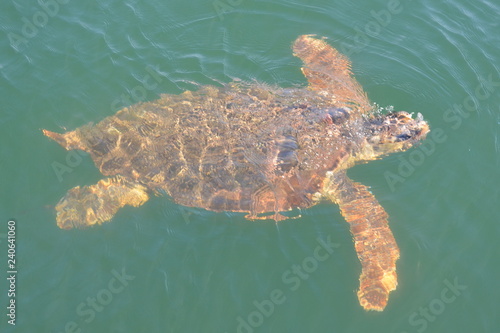 turtle in water , Sea turtle underwater swimming