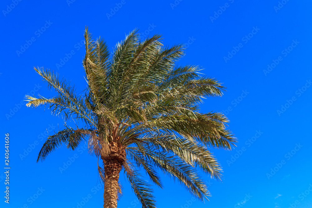 Palm tree on the blue sky background Palm tree on the blue sky background