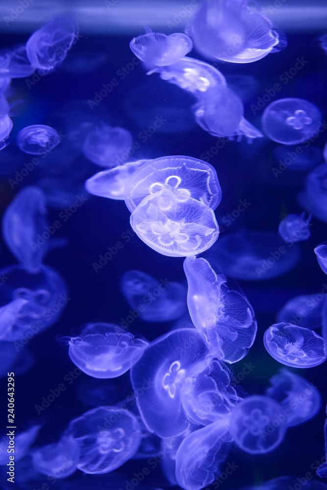 Beautiful jellyfish, medusa in the neon light with the fishes. Underwater life in ocean jellyfish. exciting and cosmic sight Beautiful jellyfish, medusa in the neon light with the fishes. Underwater life in ocean jellyfish. exciting and cosmic sight