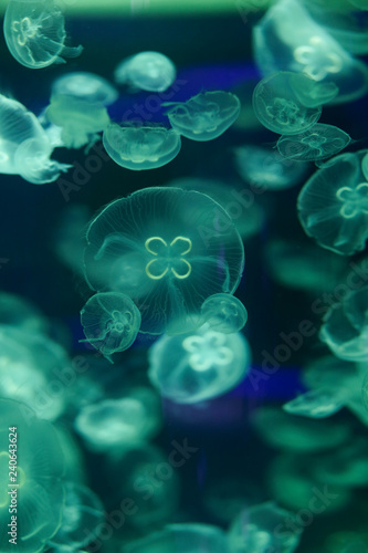 Beautiful jellyfish, medusa in the neon light with the fishes. Underwater life in ocean jellyfish. exciting and cosmic sight © Alexander