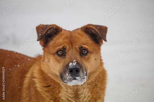 red dog with snow on his nose. looking for food under the snow. a stray dog.