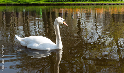 swan floating in a pond