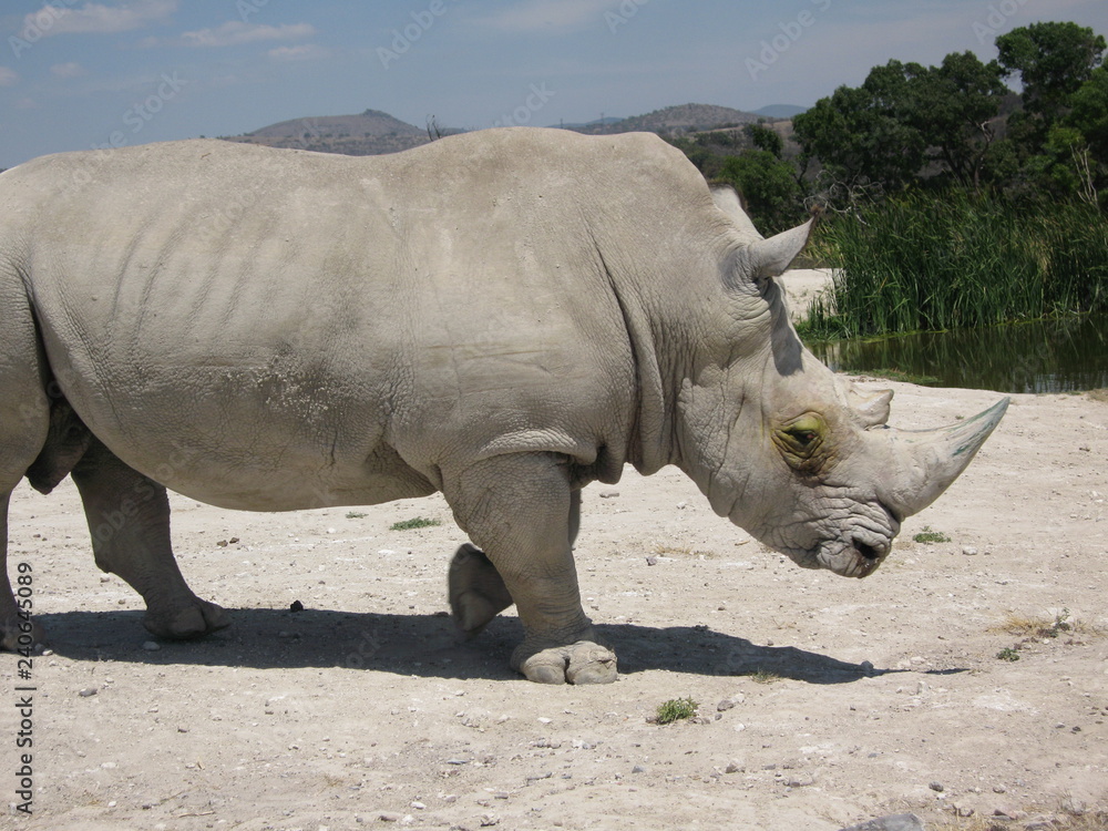 Fototapeta premium Mexico Safari