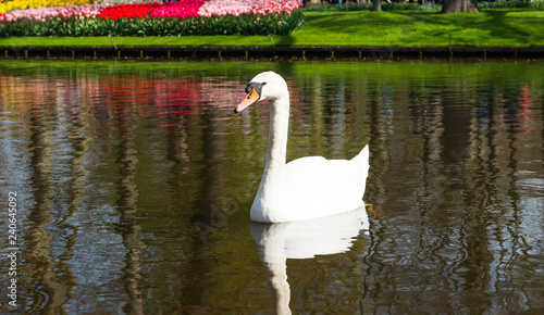 swan floating in a pond
