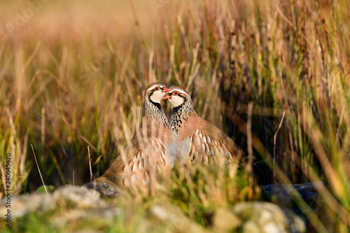 Wild Red-legged Partridge in natural habitat of reeds and grasses on moorland in Yorkshire Dales, UK