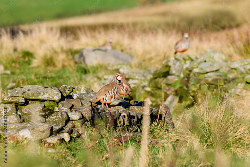 Obraz premium Wild Red-legged Partridge in natural habitat of reeds and grasses on moorland in Yorkshire Dales, UK