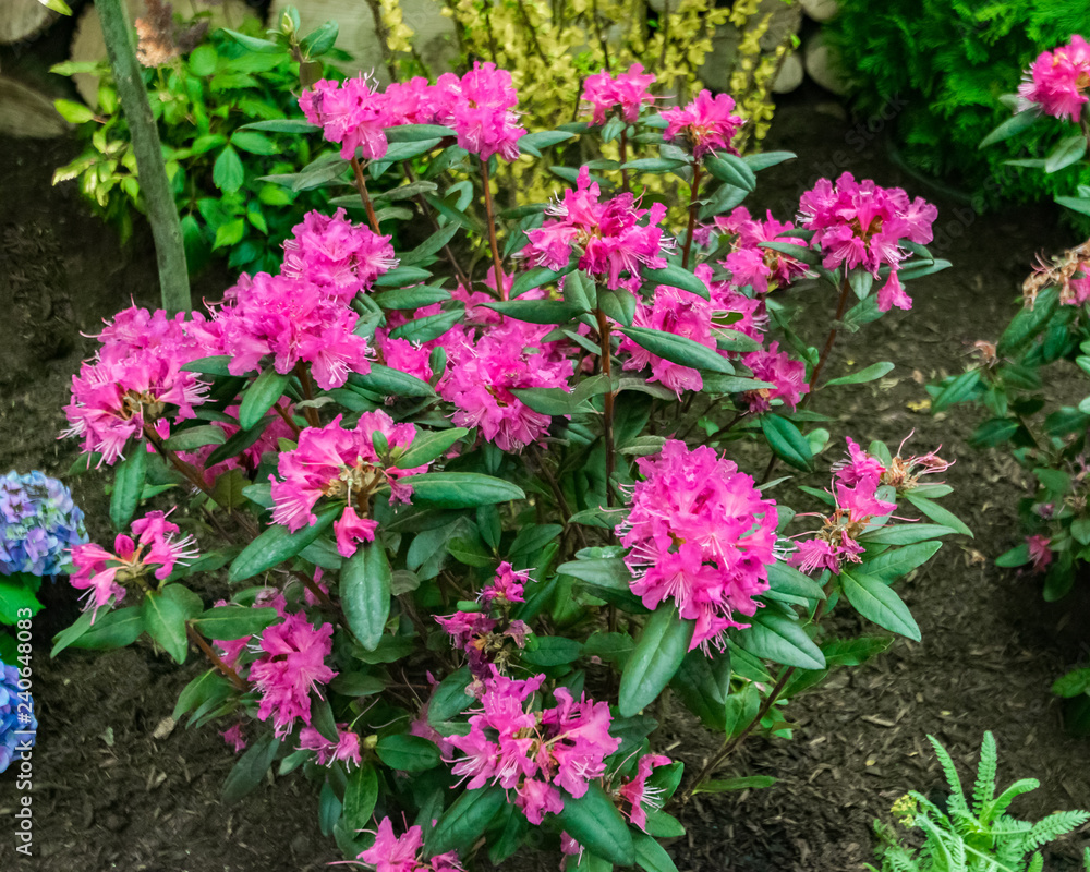 Pink Flowers in Summer