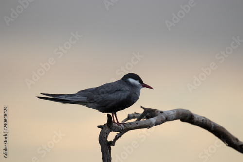 Whiskered tern sitting on branch