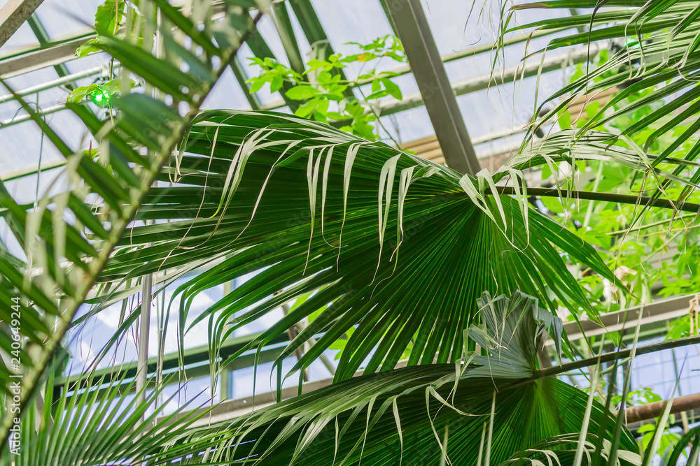 Various tropical plants in green house. Lush foliage Various tropical plants in green house. Lush foliage