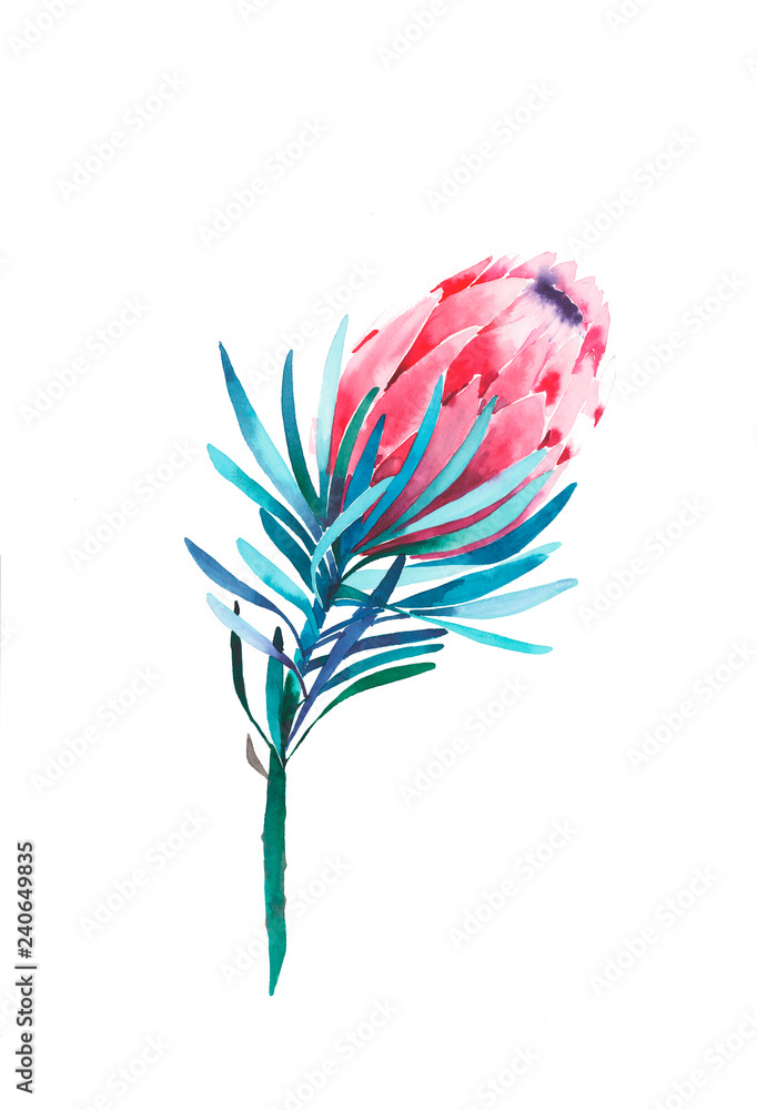 Bright green herbal tropical wonderful floral summer pattern of a pink protea flowers watercolor hand illustration. Perfect for textile, wallpapers, invitation, wrapping paper, phone case