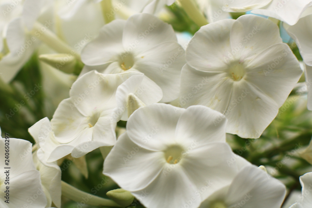 Spring flowers. Phloxes in the garden. Ornamental flower. Spring flowers. Phloxes in the garden. Ornamental flower.