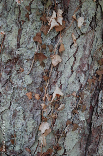 Texturen Baum