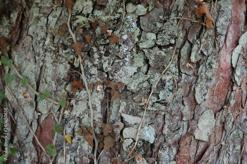Texturen Baum