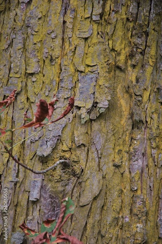 Texture Baumrinde
