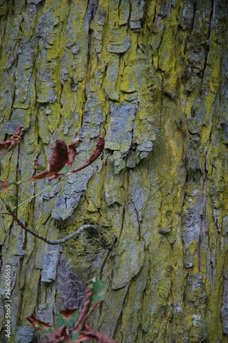 Textur Baum