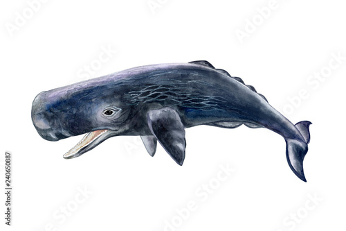 Sperm whale realistic isolated on white background. Sea life. Watercolor. Illustration. Template. Close-up. Portrait. Hand drawn. Hand painting. Clipart. Close-up photo