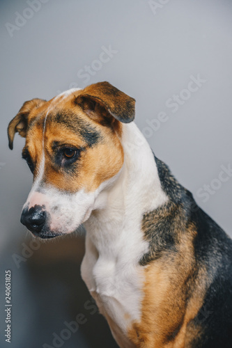 jack russell terrier on white background © Anna