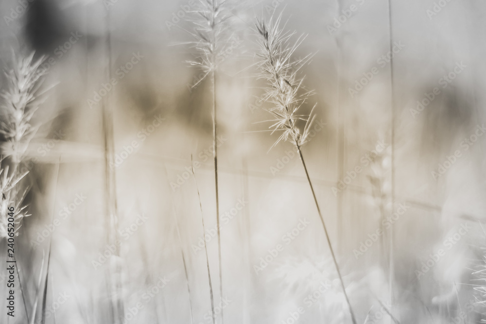 Fototapeta premium Wildflower Meadow: Vibrant Spring Nature Background with Grass and Wildflowers