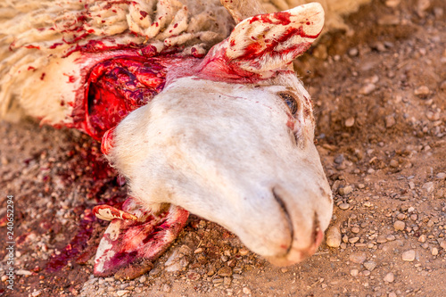 Slika na platnu Sheep for Eid al-Adha