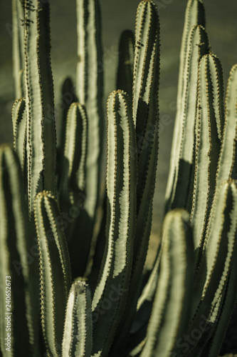 natural poster. cactus. closeup